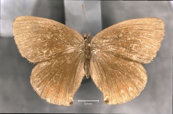 Media type: image;   Entomology 239005 Aspect: habitus dorsal view